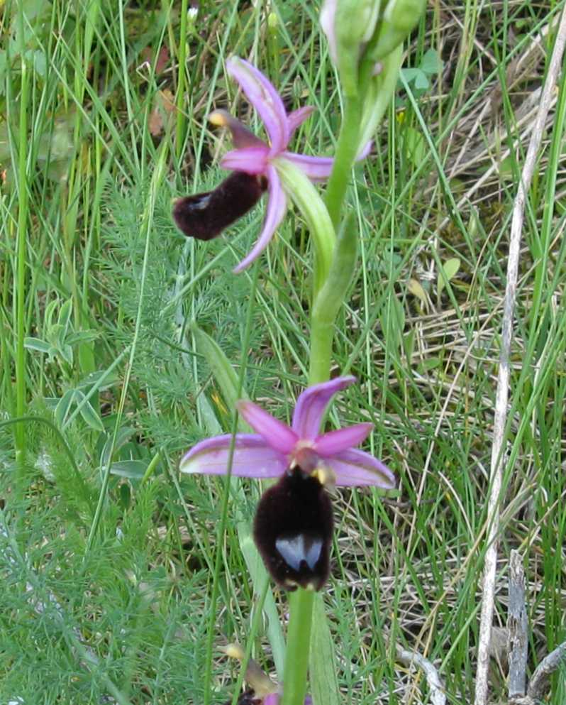 Ophrys romolinii